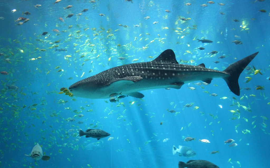 Whale Shark swimming with fish