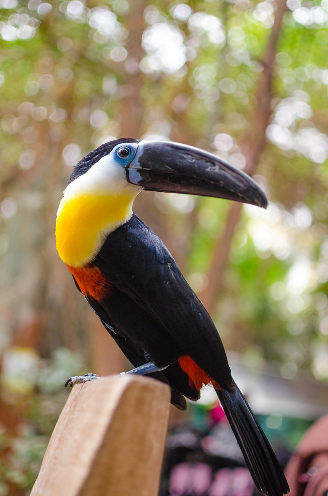 Toucan standing on a wooden pole
